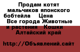 Продам котят мальчиков японского бобтейла. › Цена ­ 30 000 - Все города Животные и растения » Кошки   . Алтайский край